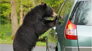 Blogversionbearpic