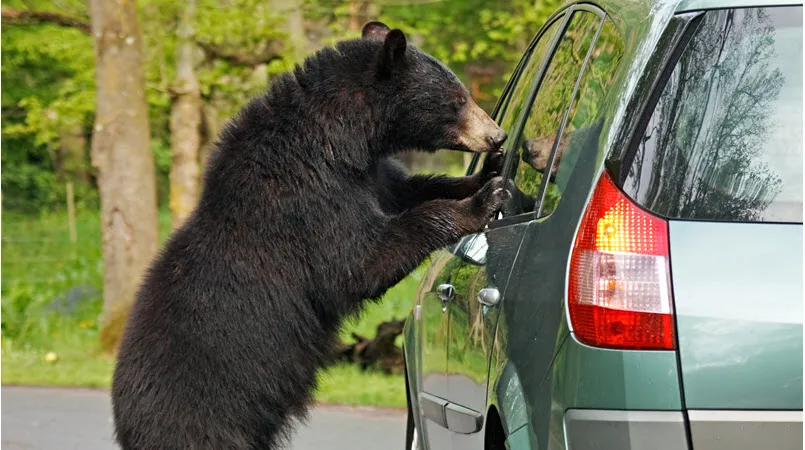 Blogversionbearpic