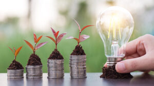 Hand holding bulb with 4 plants on soil