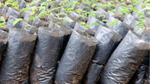 Plants Inside Bag Ready For Planting