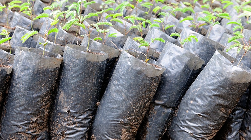 Plants Inside Bag Ready For Planting